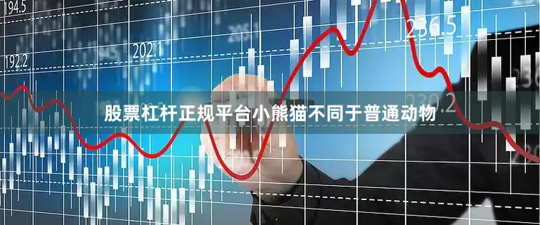 股票杠杆正规平台小熊猫不同于普通动物
